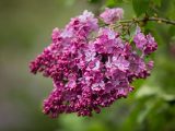 close up of a cluster of magenta lilac flowers
