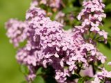 close up of cluster of purple four petal flowers on a green background