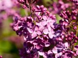 closeu up fo deep purple four petal flowers on a brown stem