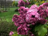 depp pink bush of lilac flowers