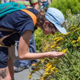 A student identifying a plant