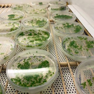 Photo of Ceratopteris growing in petri dishes