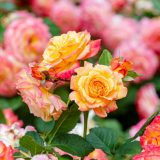 Pink and yellow roses