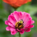 Pink flower with bee