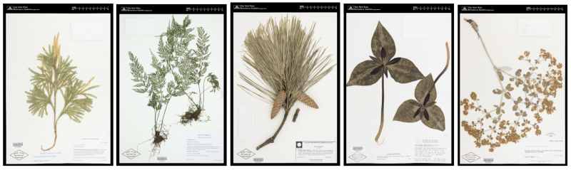 Photo of Herbarium Specimens