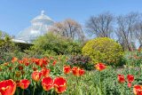 Bright tulips and conservatory palm dome