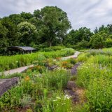 Native Plant Garden