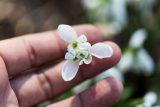 a white snowdrop flower facing toward the camera held by fingers