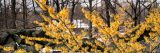 yellow spidery witch-hazel flowers set against a backdrop of trees and snow covered rocks