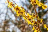 yellow spider like flowers of a chinese witch hazel