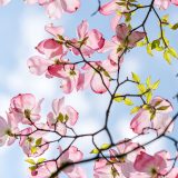 pink flowers