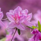 pink azalea