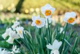 white and yellow daffodils
