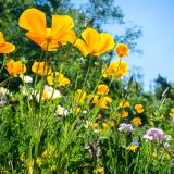 Yellow flowers in Rock Garden