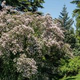 Pink flowers on a tree