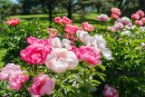 mix of pink peonies