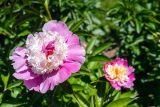 pink peonies