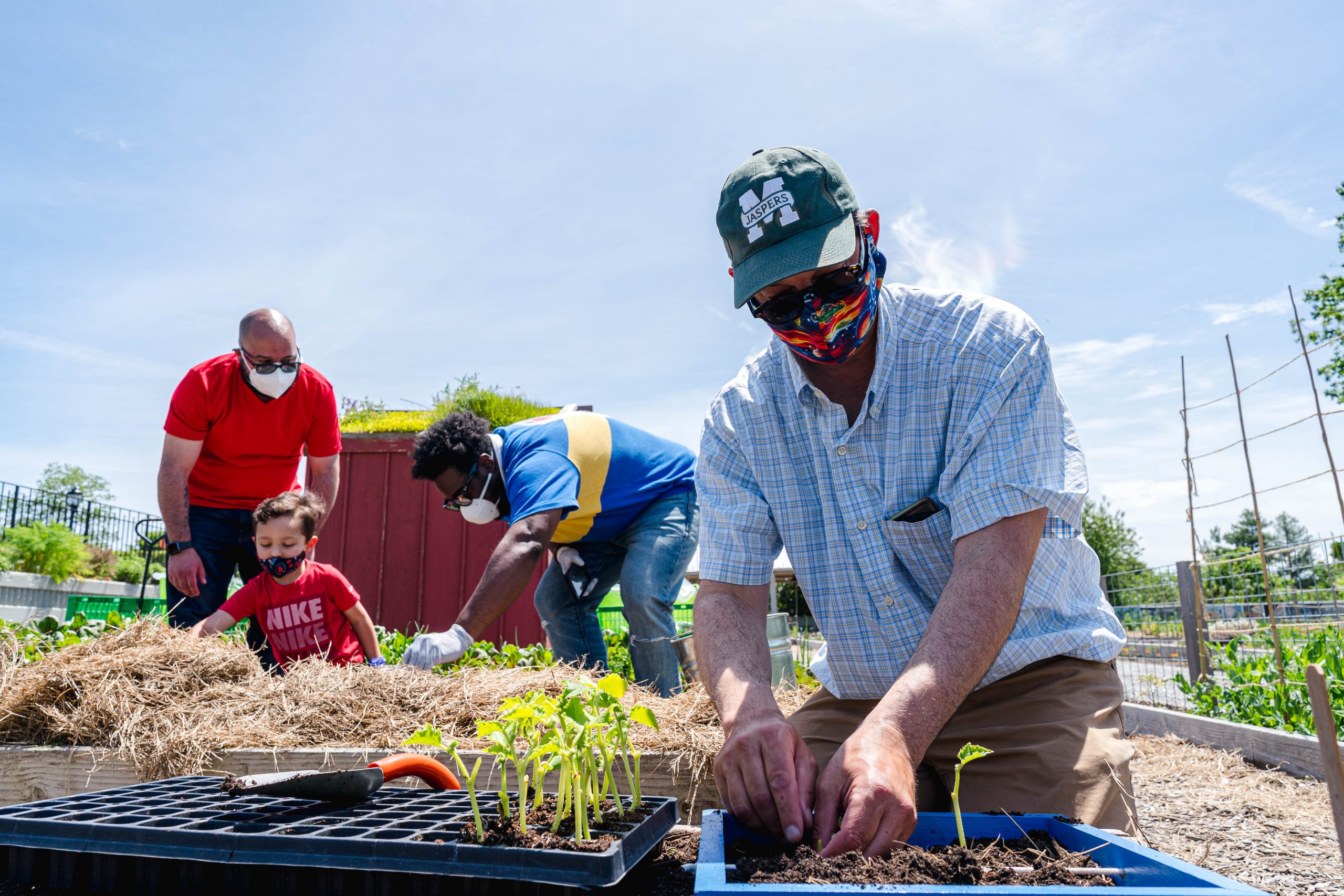 Photo of vegetable harvesting