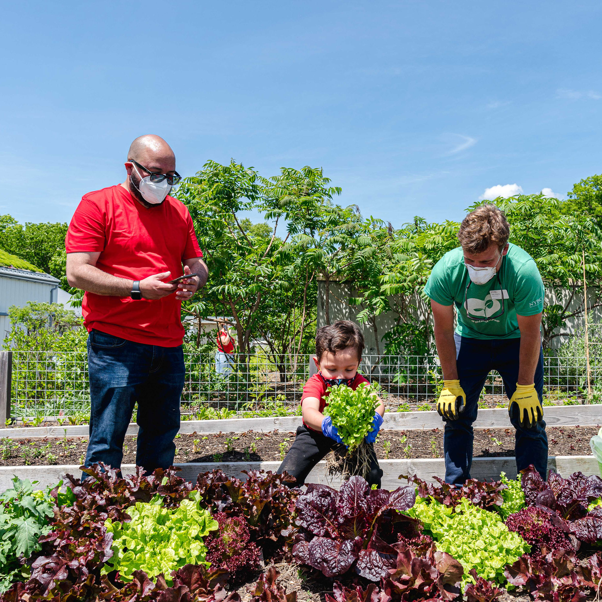 Bronx Councilmembers Plant and Harvest Vegetables at NYBG