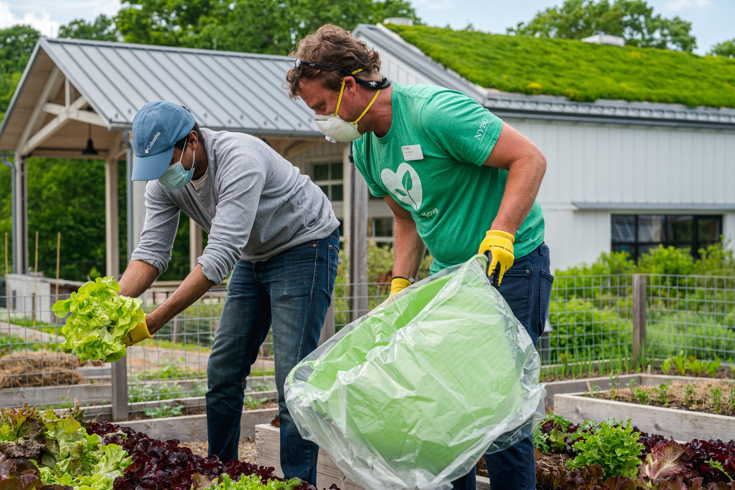 Photo of harvesting vegetables