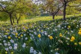 field of yellow and white daffodils