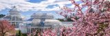 Photo of cherry blossoms near the Conservatory