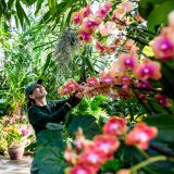 Photo of staff working with orchids