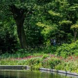 Photo of the Native Plant Garden