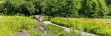 green trees form the background of an expansive meadow with a path running diagonally through it