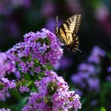 Photo of a butterfly