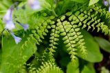 looking down at fern fronds with alternating triangle shaped leaves