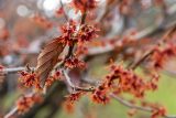 red orange flowers of the ozrak witch hazel