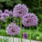 Purple alliums