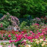 Photo of the Rose Garden