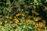 yellow flowers