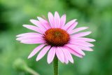 bright pink flower