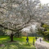 Photo of a cherry tree in bloom