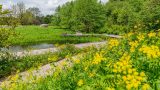 Yellow flowers in bloom in the Native Plant Garden