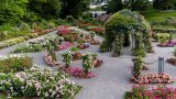 An abundance of roses in bloom in the Rose Garden.