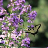 Butterfly and purple flowers