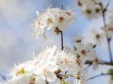 white cherry tree