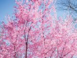 pink cherry tree