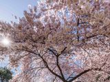 light pink cherry tree