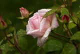 rose with light pink flowers