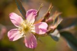 rose with five large pink and white petals