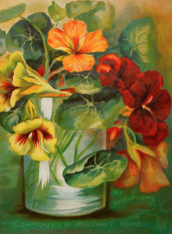 Photo of a painting of nasturtiums