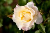 rose with pale cream yellow petals