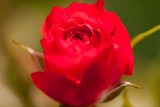 rose with densely packed neon salmon orange petals