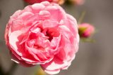 rose with densely packed pink petals