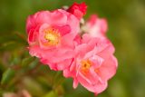 two roses with pink petals